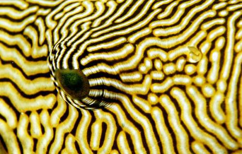 Глаз рыбы фугу (аротрона расписного) непосвященному зрителю может показаться похожим на коралл на Индонезийских островах. (Tim Laman/National Geographic)
