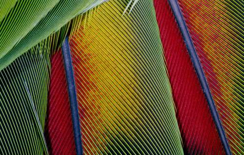 Перья птицы создают настоящее красочное шоу. (George Grall/National Geographic)