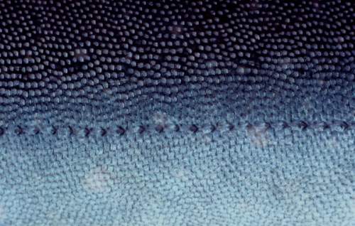Чувствительные железы на теле арктического гольца используются рыбой во время ежегодной нерестовой миграции. (Sam Abell/National Geographic)