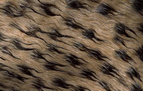 Близкий взгляд на мокрую шерсть гепарда. (Chris Johns/National Geographic)