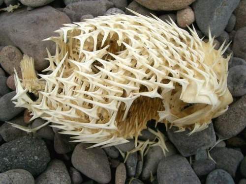 Скелет рыбы фугу