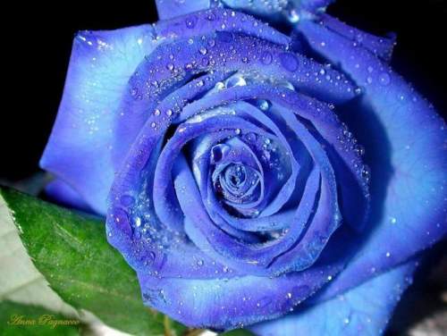  Голубые розы