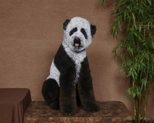 13. На выставке в сентябре 2008 года в Херши, Пенсильвания, было не понятно, где тут панда, а где пудель. (Ren Netherland / BARM - Fame Pictures)