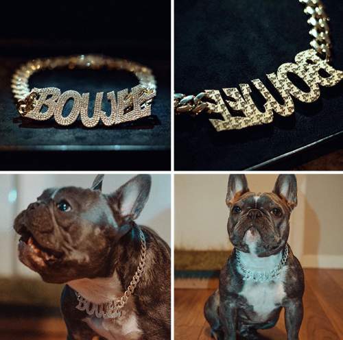 Джуджу Смит-Шустер купил для своей собаки Бужи полный бриллиантов Neckless