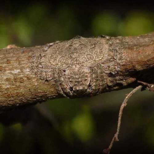 Wrap Around Spider, названный в честь его способности сплющивать и оборачивать тело вокруг веток деревьев
