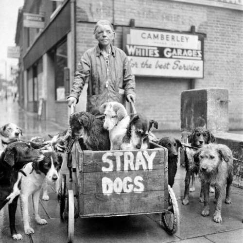 Кэмберли Кейт и ее бродячие собаки в Англии. Она никогда не отвергала бездомную собаку, заботясь о более чем 600 собаках за свою жизнь (1962)