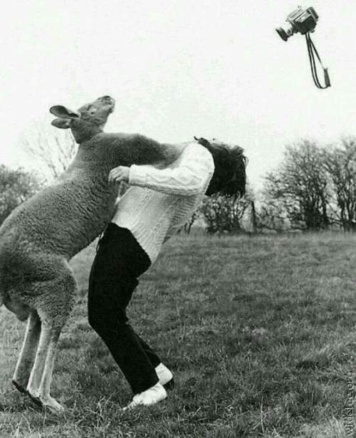 Разъяренный кенгуру нокаутировал женщину за попытку его сфотографировать, 1960-е