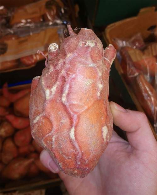 Сладкий картофель жутко напоминает человеческое сердце