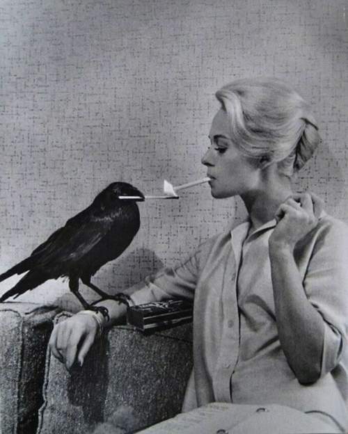 Ворона закуривает сигарету Типпи Хедрен на съемках фильма ?Птицы? (реж. Альфред Хичкок), 1963 г.