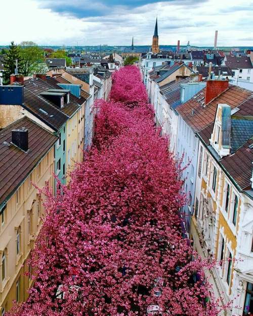 В Бонне, Германия, есть улица, посвященная цветению сакуры