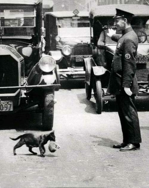 Офицер останавливает движение, чтобы уступить дорогу кошке, несущей котенка через улицу, 1925 год.