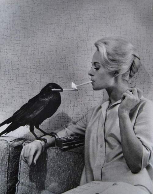 Типпи Хедрен зажигает сигарету от вороны на съемках фильма "Птицы", 1963 год.