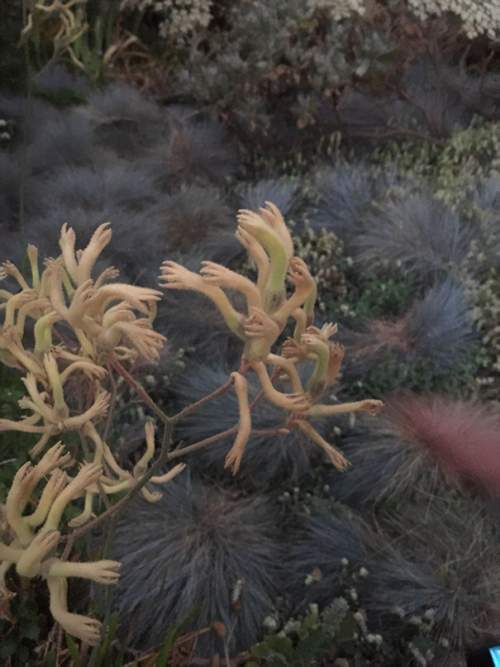Эти растения похожи на крошечные руки