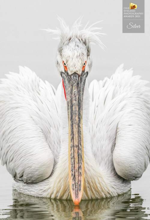 "Взгляд пеликана" Трейси Лунд. Серебро в природе, дикой природе