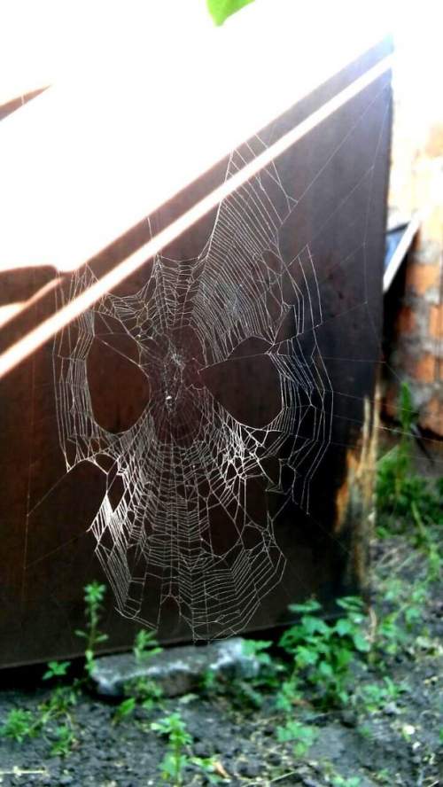 Паутина, похожая на маску Человека-паука